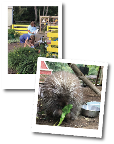 zoo_education_kids_and_porcupine