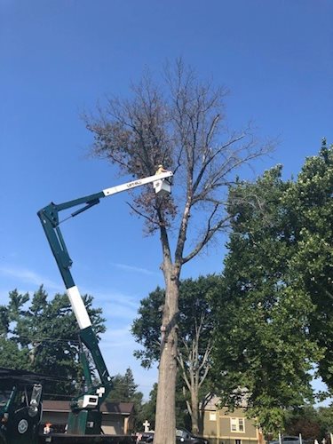 park district tree crew performing tree removal